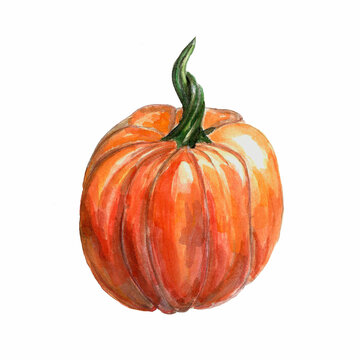 bright orange autumn halloween pumpkin watercolor illustration