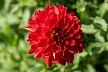 Red Dahlia flower macro