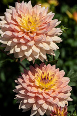 Pink and Yellow Dahlia Flower macro