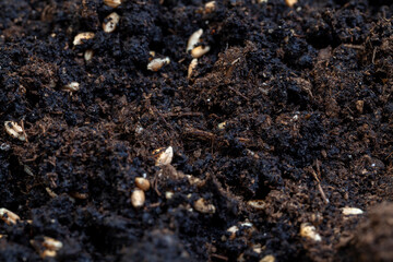 Fertile soil in which wheat seeds are planted