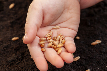 Fertile soil in which wheat seeds are planted