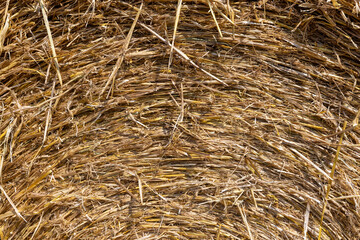 twisted straw stacks after harvest