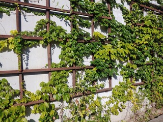 Obraz premium ivy on the wall
