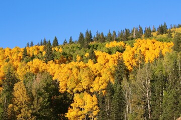 Yellow and green forest landscape in the Fall