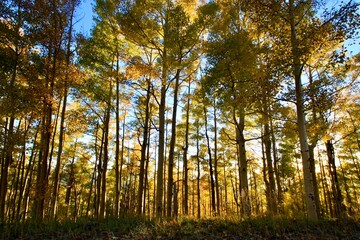 Forest of Aspen Trees in the Fall