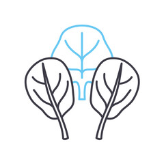 spinage line icon, outline symbol, vector illustration, concept sign