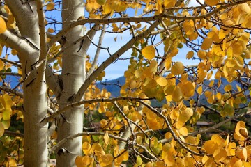 Close-up of a beautiful aspen tree with yellow leaves and blue sky