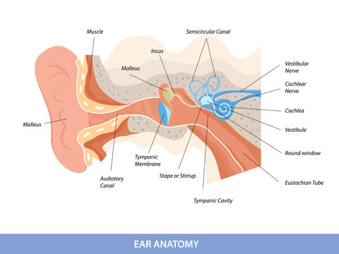 Human ear structure anatomical diagram