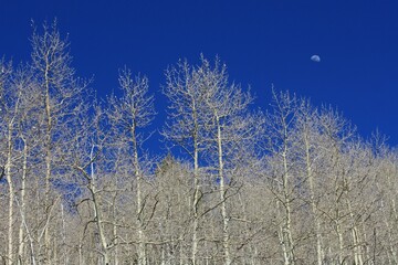 Bare white aspen trees against a bright blue sky with the moon