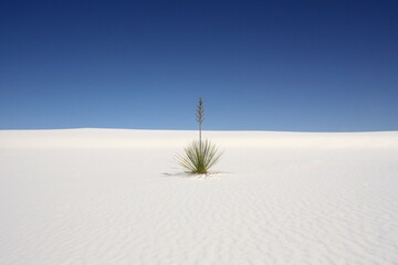 Plant in the desert with white sand and blue sky