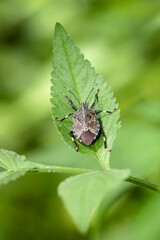 Kimadarakamemushi (Erthesina fullo), Alien Species Introduced to Japan. Close up macro photography.