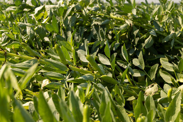 Green beans in sunny windy weather