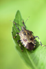 Kimadarakamemushi (Erthesina fullo), Alien Species Introduced to Japan. Close up macro photography.