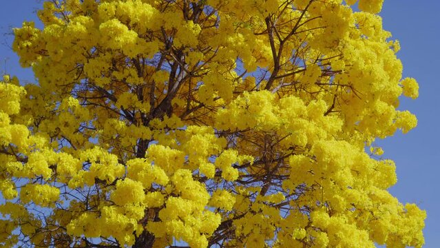 Yellow flowering Yellow Ipe tree on blue sky, close tilt
