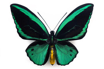 緑色の蝶