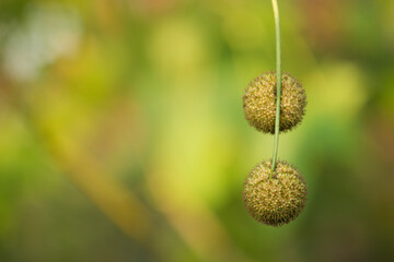 fruits of a tree