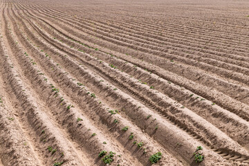 A field with furrows in which potatoes grow