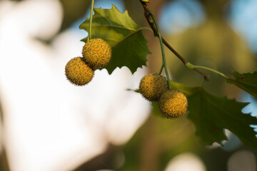 fruits of a tree
