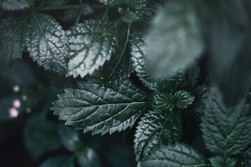 深緑の葉 背景素材