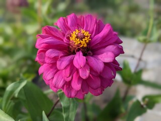 Obraz premium pink and purple flower