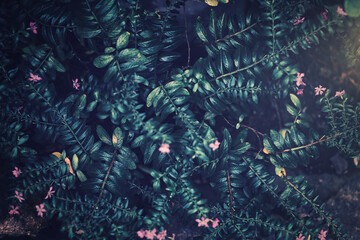 ピンクの花と葉 植物背景