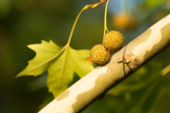 fruits of a tree