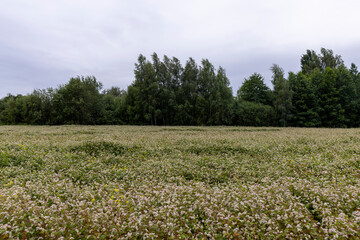 Fototapeta na wymiar Agricultural field with blooming buckwheat in cloudy weather
