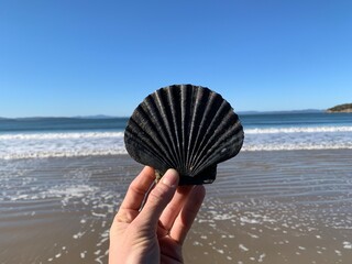 shell at beach