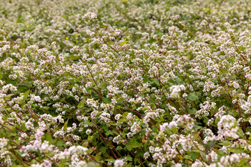 Agricultural field with blooming buckwheat in cloudy weather