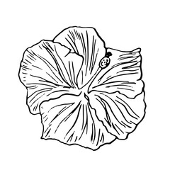Hawaiian Hibiscus Vector. Outline of flower. Black and white floral pattern. Isolated botanical plant.