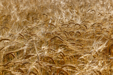 ripe wheat harvest in summer