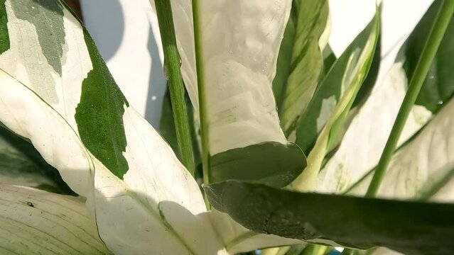 The leaves of Chinese evergreen ornamental plants which are a combination of white and green