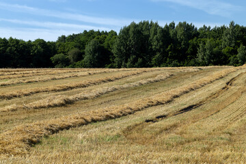 Fototapeta na wymiar twisted straw stacks after harvest