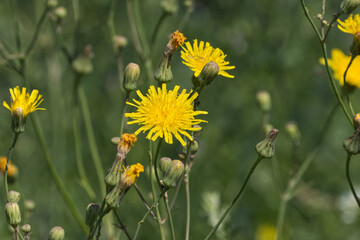 Yellow Flowers in the Field
