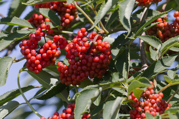 Red Berries on a Branch