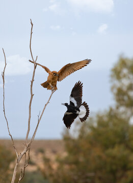Magpie Swooping Brown Falcon