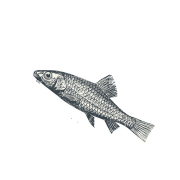 Fish vector. The image depicts a Barbus beddomi fish