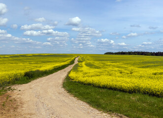 A rural dirt road in a field with plants