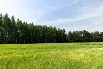 An agricultural field where ripening cereals grow