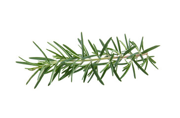 Rosemary isolated on ransparent png
