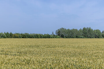 Wheat field with unripe wheat swaying in the wind