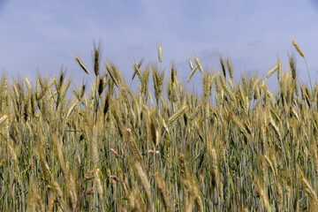 Fototapeta premium A field with unripe wheat in the summer season