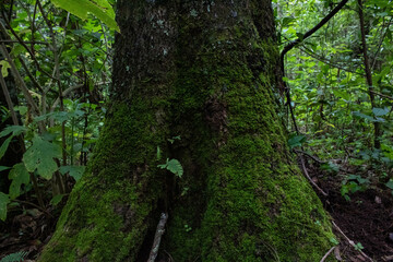 gran árbol cubierto de musgo y plantas dentro de bosque