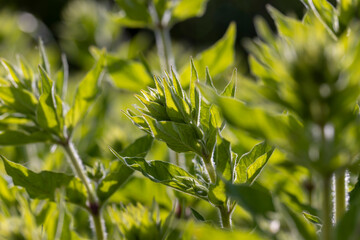 green grass leaves in sunny weather in summer