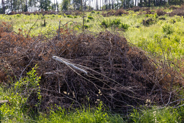 deforestation and timber harvesting in eastern Europe