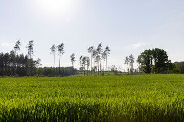 Fototapeta na wymiar deforestation and timber harvesting in eastern Europe