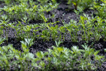 covered with young carrot plants after the rain