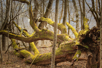 Fallen tree covered with moss, Mezmay, Russia, tree trunk, horizontal image, background, 