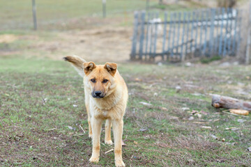 big red and stray dog outside the city. Dog looking at the camera