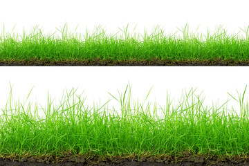 Fototapeta premium Green Grass Border isolated on white background.The collection of grass.(Manila Grass)The grass is native to Thailand is very popular in the front yard.